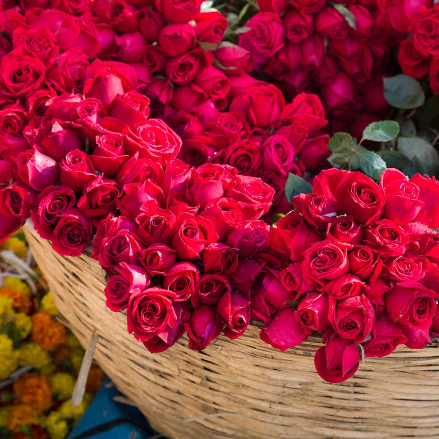 Які існують хвороби троянд та як їх лікувати?