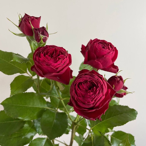 Троянда Черрі Трендсеттер, 60 см