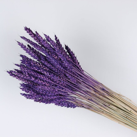 Пшениця фарбована, фіолетова