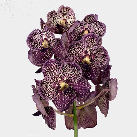 Орхидея Ванда Black Ultraviolet ветка