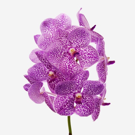 Орхидея Ванда Strawberry ветка