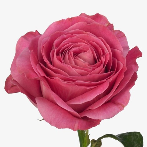 Троянда Олл фо Лав, 70 см