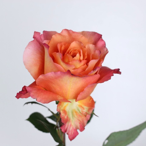 Троянда Фрі Спірит, 50 см