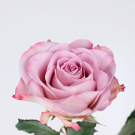 Троянда Меморі Лейн, 40 см
