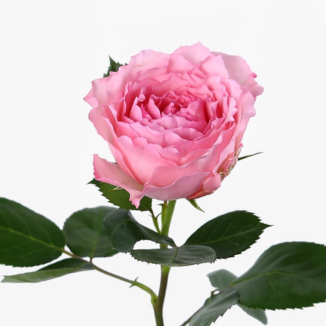Троянда Майра Роуз, 40 см