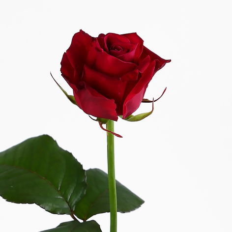Троянда Розбері, 60 см