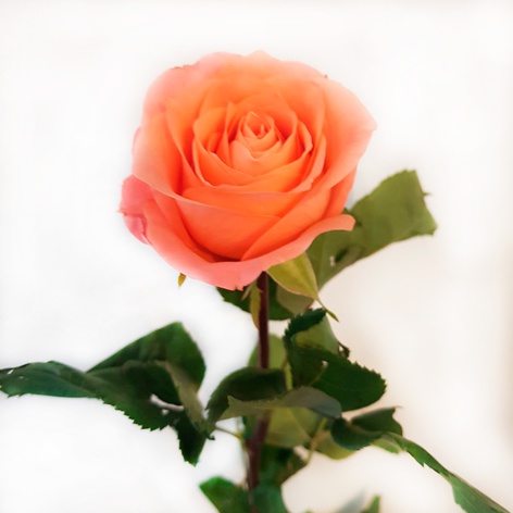 Троянда Леді Маргарет, 60 см