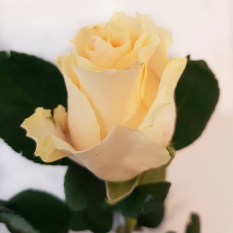 Троянда Перл Такаци, 70 см