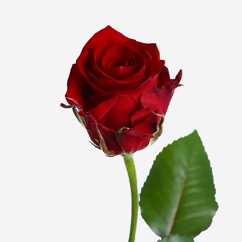 Троянда Мері Мі, 60 см