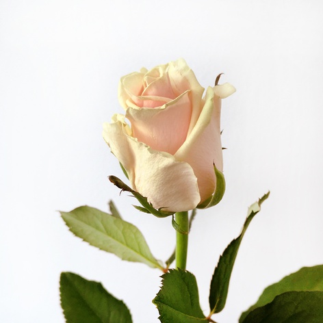 Троянда Талея, 60 см