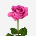 Троянда Аква, 70 см