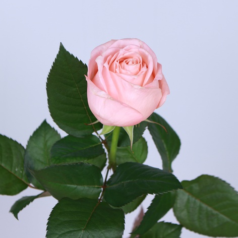 Роза Ариана, 50 см
