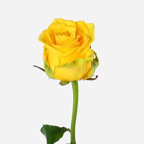 Троянда Пенні Лейн, 60 см