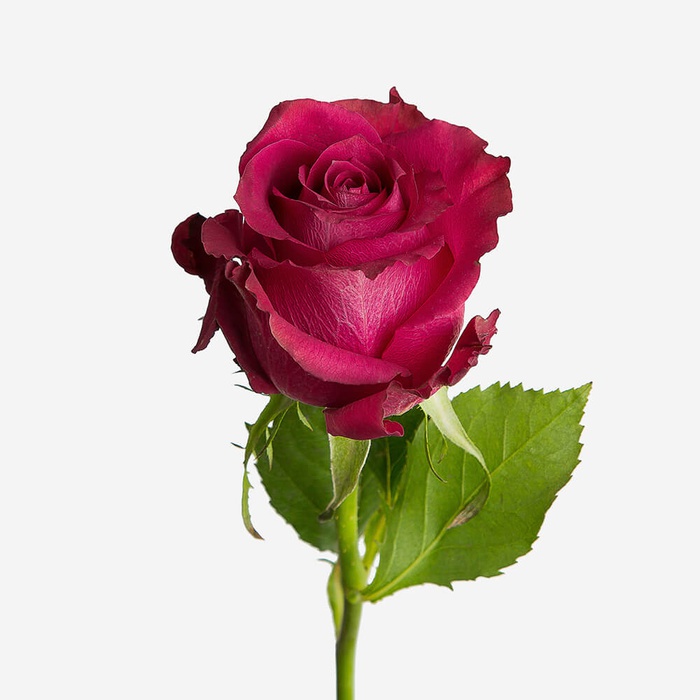 Троянда Шангрі-Ла, 80 см