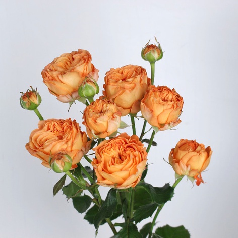 Троянда Оранж Трендсеттер, 80 см