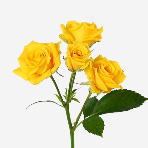 Троянда Шанні, 50 см