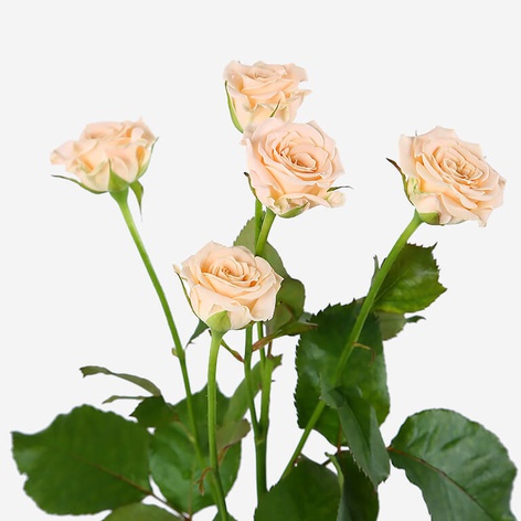 Троянда Таня, 50 см