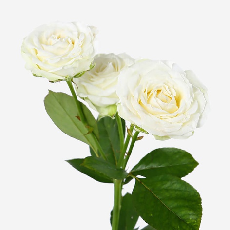 Троянда Міс Бомбастік, 50 см