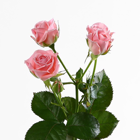 Троянда Майоліка, 40 см