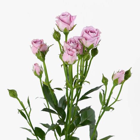 Троянда Хеппі Йо-Йо, 60 см