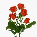 Троянда Ред Ванесса, 90 см