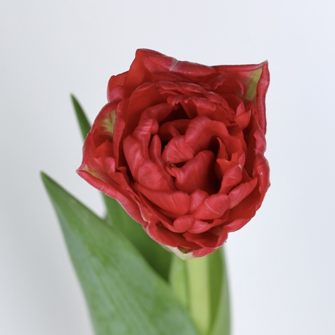Тюльпан дабл червоний