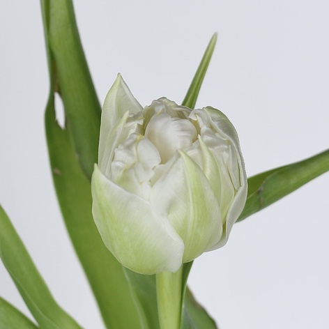 Тюльпан дабл белый