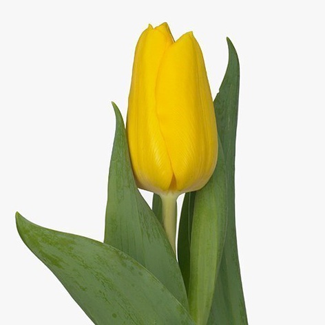 Тюльпан жёлтый