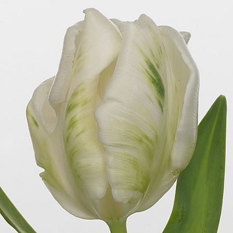 Тюльпан пэррот бело-зелёный