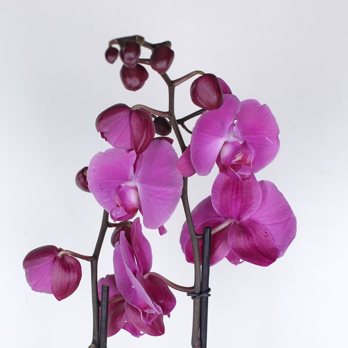 Орхидея Фаленопсис в горшке