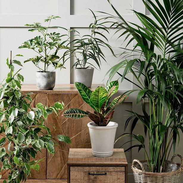 Популярные комнатные экзотические растения
