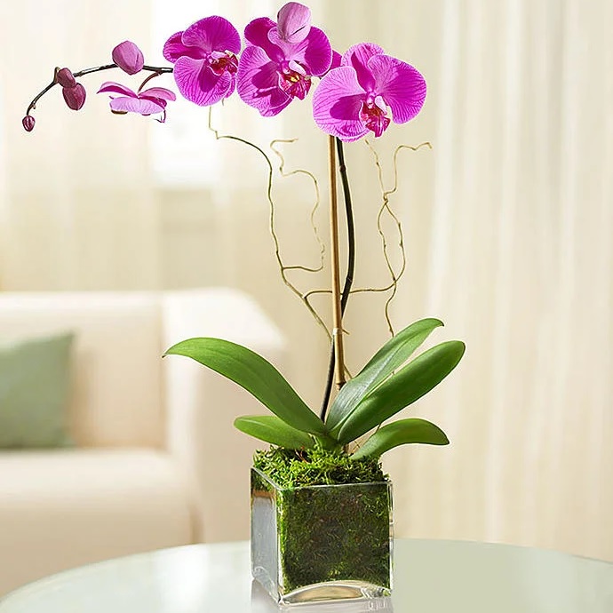 Як врятувати орхідею, якщо вона пропадає?