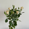 Роза Елена, 60 см