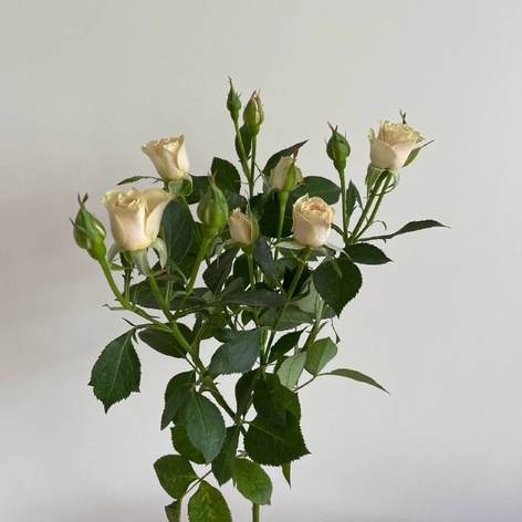 Роза Елена, 60 см