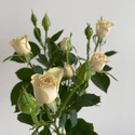 Роза Елена, 60 см