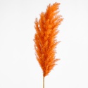Кортадерія помаранчева