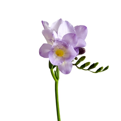 Фрезия сиреневая