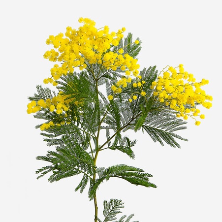 Мімоза