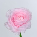 Ранункулюс нежно-розовый