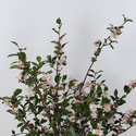 Камелия Fairy Blush в горшке