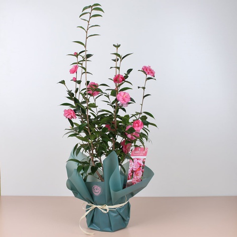 Камелия Spring Festival в горшке