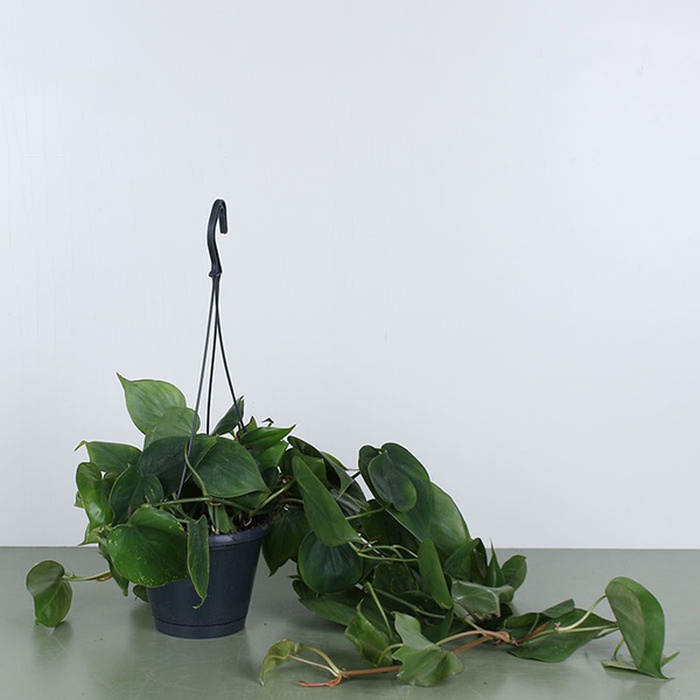 Філодендрон Scandens Micans в горщику