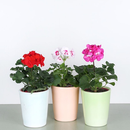 Пеларгония (Geranium) микс