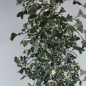 Фікус Triangularis Sweetheart в горщику