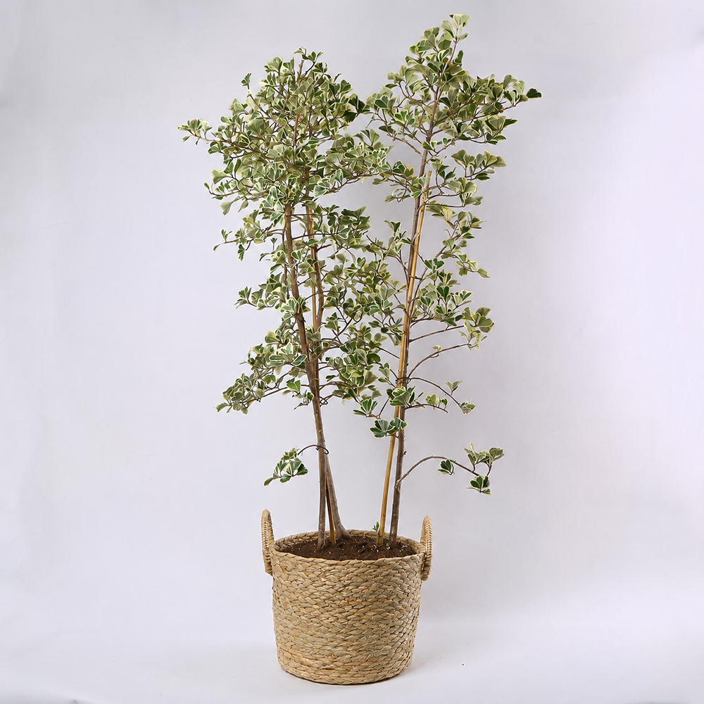 Фикус Triangularis Sweetheart в горшке