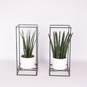 Сансевьерия микс (Sansevieria Cylindrica Mix) в горшке