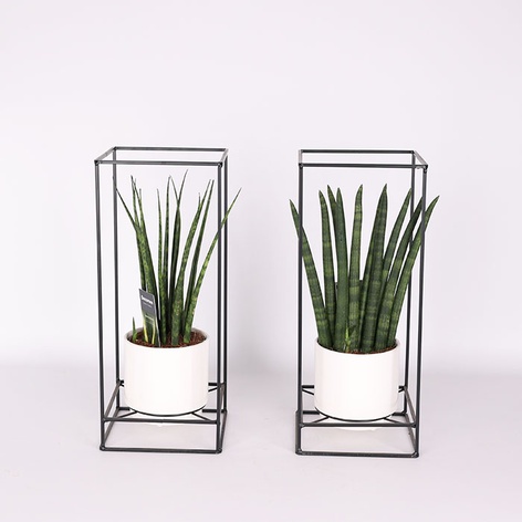 Сансевієрія мікс (Sansevieria Cylindrica Mix) в горщику