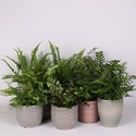 Папороть Ferns mixed в горщику