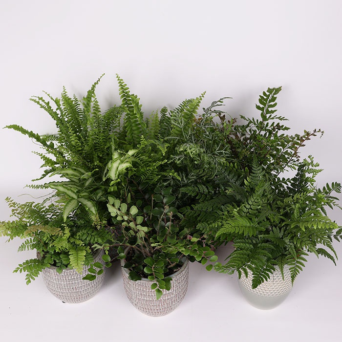 Папороть Ferns mixed в горщику