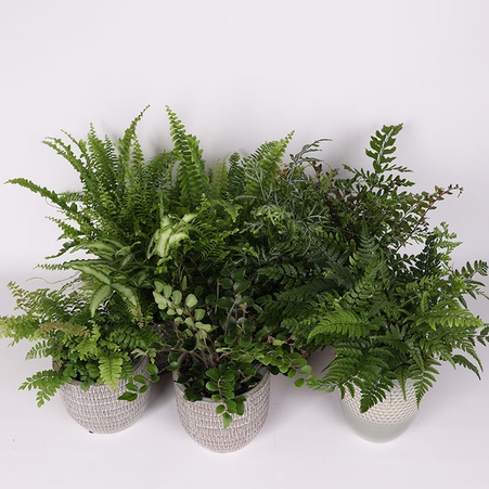 Папороть Ferns mixed в горщику